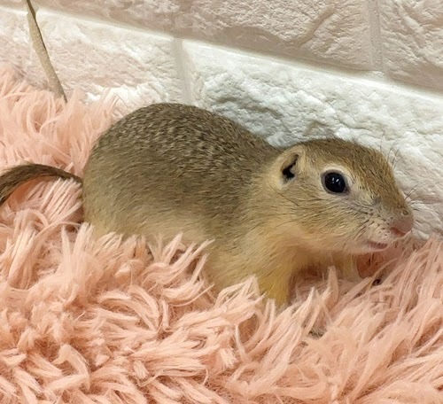 リチャードソンジリス S-F613