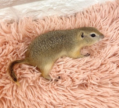 リチャードソンジリス S-F613