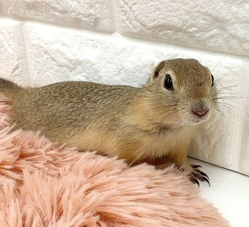 リチャードソンジリス S-F614