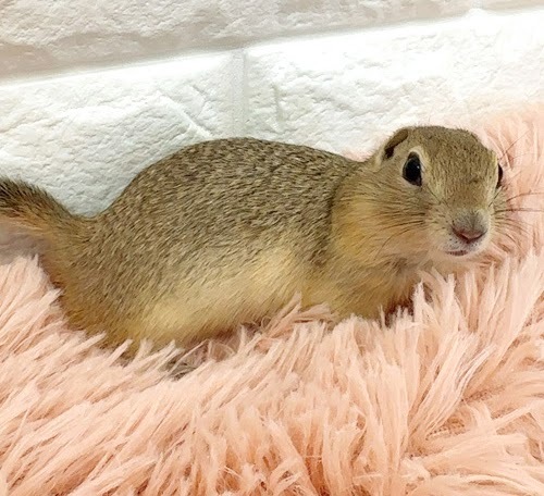 リチャードソンジリス S-F614