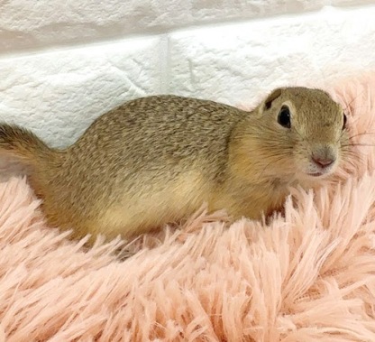 リチャードソンジリス S-F614