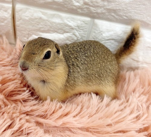 リチャードソンジリス S-F614