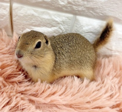 リチャードソンジリス S-F614