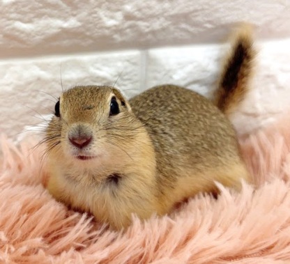 リチャードソンジリス S-F614