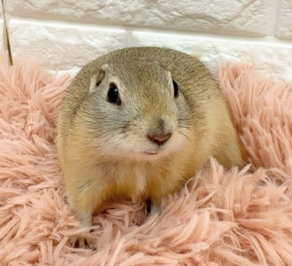 リチャードソンジリス S-F615