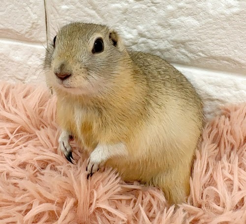 リチャードソンジリス S-F615