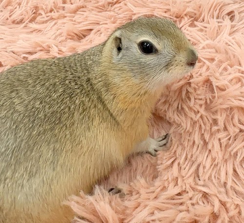 リチャードソンジリス S-F615