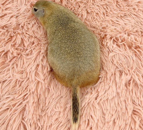 リチャードソンジリス S-F615