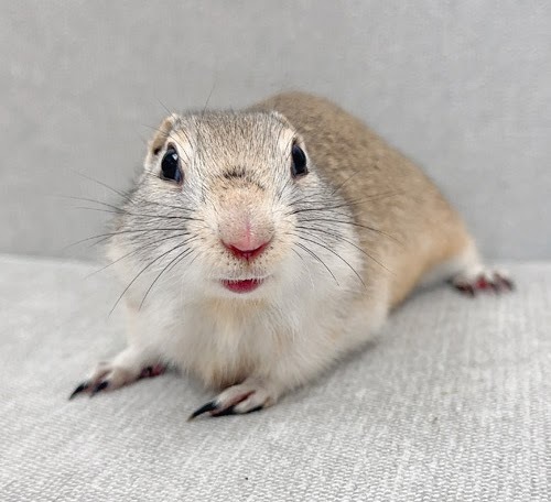 リチャードソンジリス S-F619