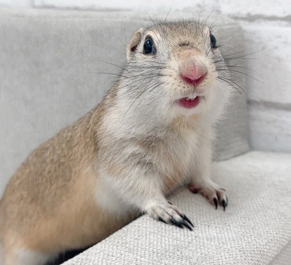 リチャードソンジリス S-F619