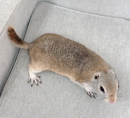 リチャードソンジリス S-F619