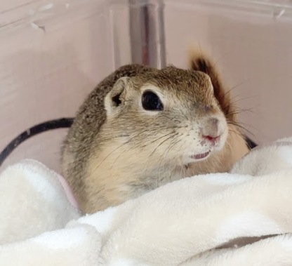 リチャードソンジリス S-F627