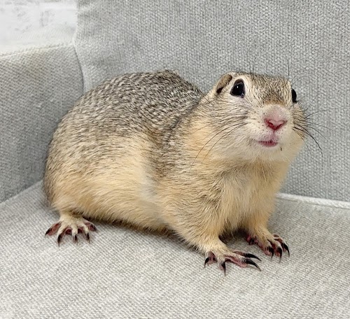 リチャードソンジリス S-F630