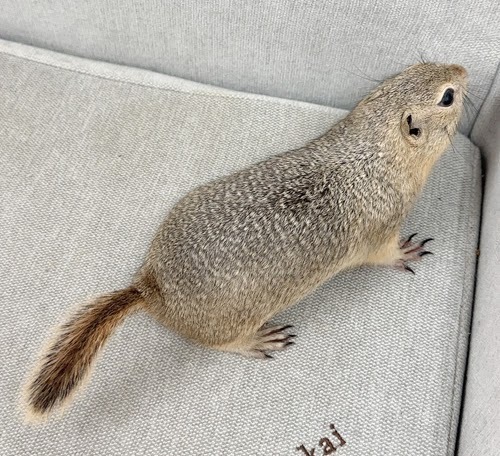 リチャードソンジリス S-F630