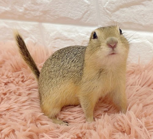 リチャードソンジリス S-M609