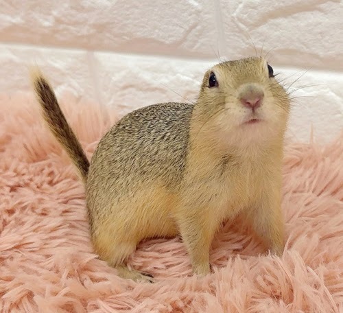 リチャードソンジリス S-M609