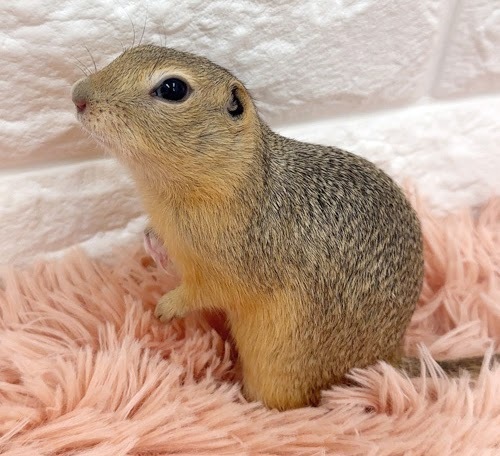 リチャードソンジリス S-M609