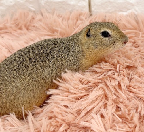 リチャードソンジリス S-M609