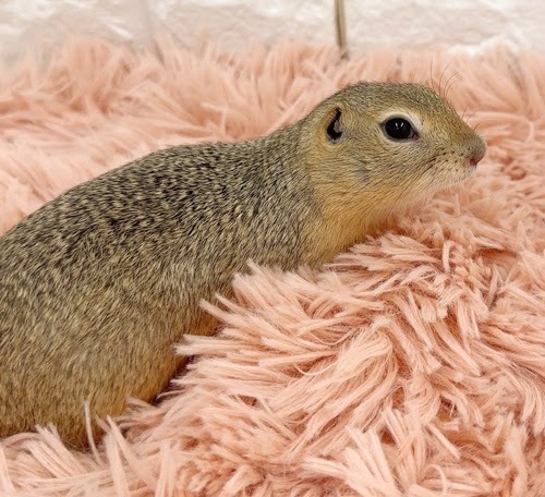 リチャードソンジリス S-M609