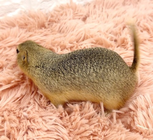 リチャードソンジリス S-M609