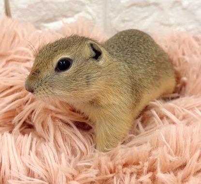 リチャードソンジリス S-M610