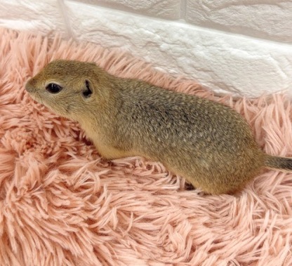 リチャードソンジリス S-M610