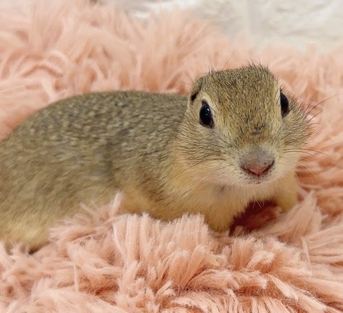 リチャードソンジリス S-M610