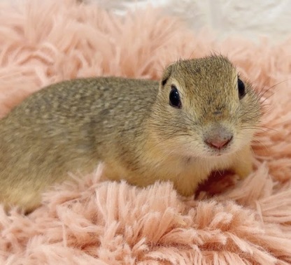 リチャードソンジリス S-M610