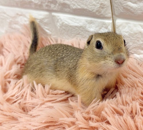 リチャードソンジリス S-M610