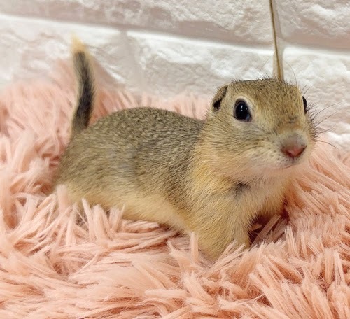 リチャードソンジリス S-M610