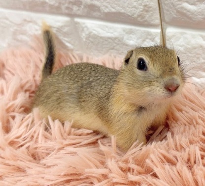 リチャードソンジリス S-M610