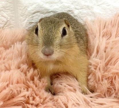 リチャードソンジリス S-M611