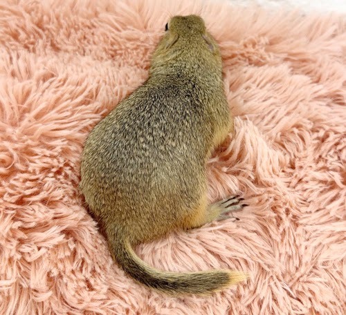 リチャードソンジリス S-M611