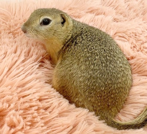 リチャードソンジリス S-M611