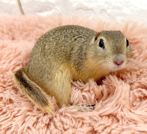 リチャードソンジリス S-M611