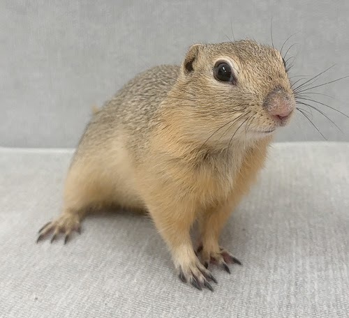 リチャードソンジリス S-M616