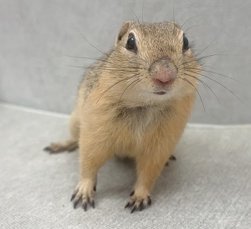 リチャードソンジリス S-M616