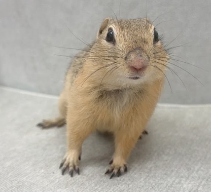 リチャードソンジリス S-M616