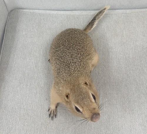 リチャードソンジリス S-M616