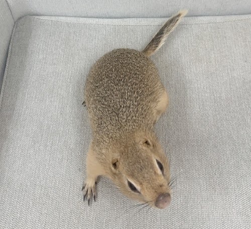 リチャードソンジリス S-M616