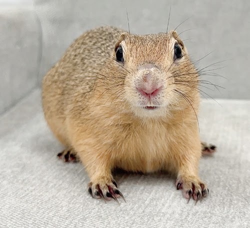 リチャードソンジリス S-M622