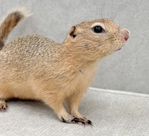 リチャードソンジリス S-M622