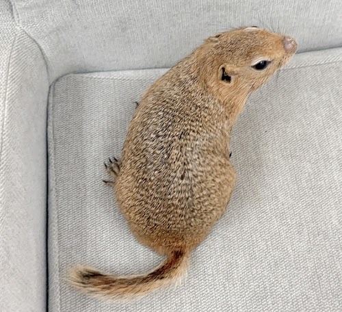 リチャードソンジリス S-M622