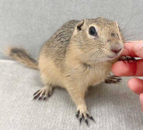 リチャードソンジリス S-M623