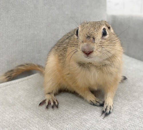 リチャードソンジリス S-M623