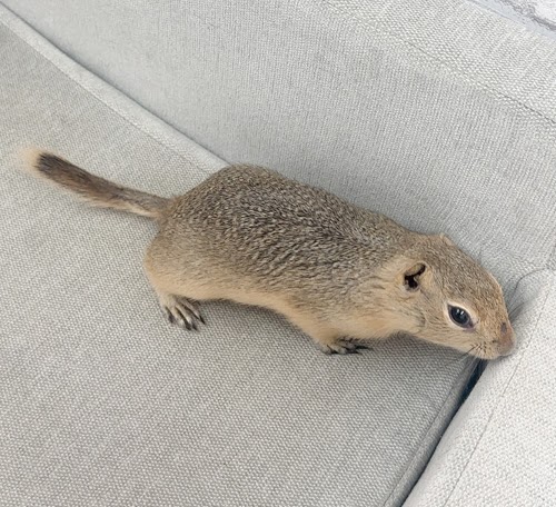 リチャードソンジリス S-M623