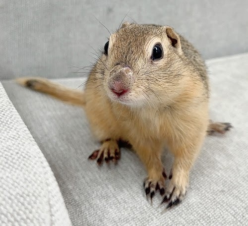 リチャードソンジリス S-M624