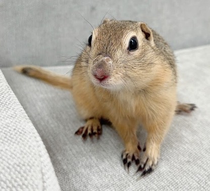 リチャードソンジリス S-M624