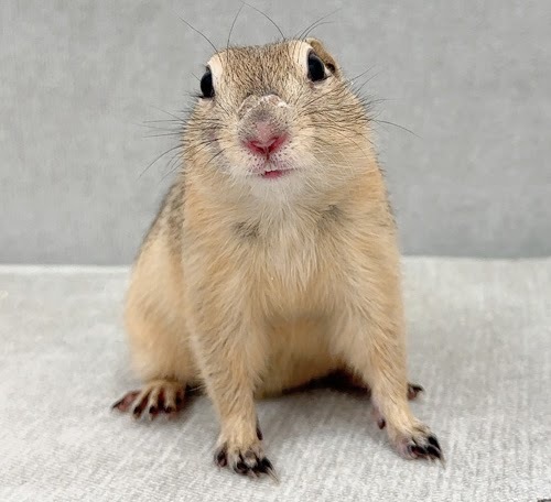 リチャードソンジリス S-M624