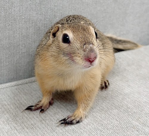 リチャードソンジリス S-M624